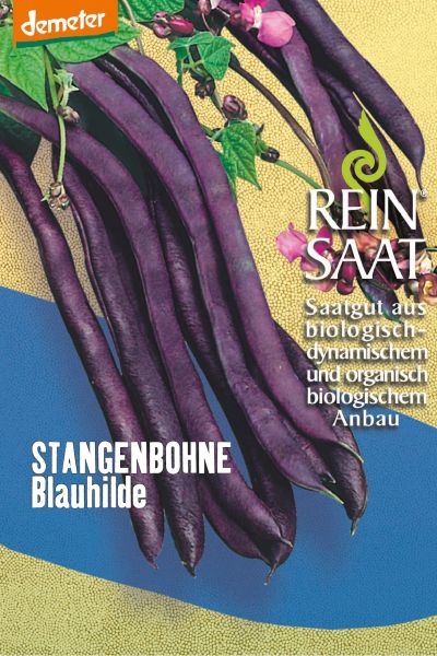 Bohne Stangenbohne Blauhilde