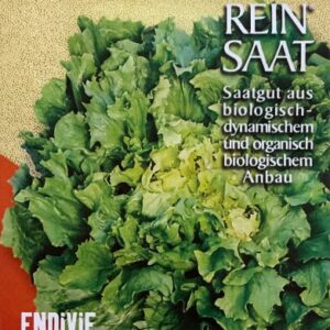 Endiviensalat Escariol grüner