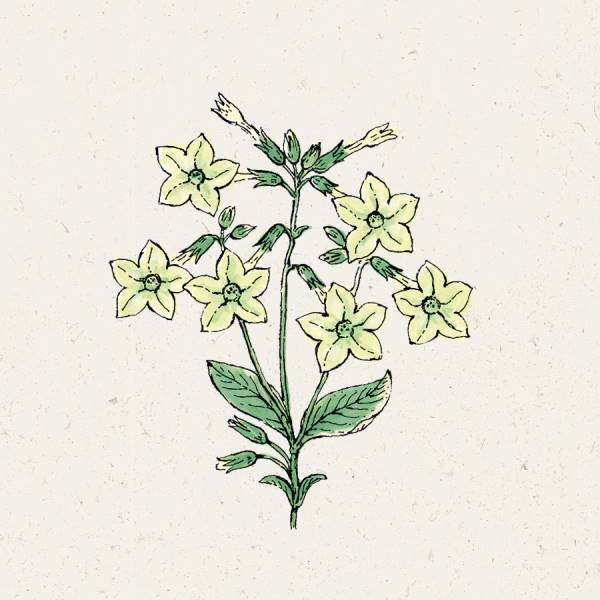 Nicotiana alata ‚Lime Green‘ (Ziertabak)
