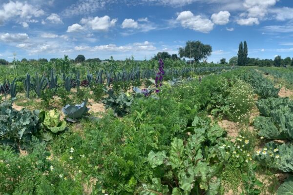 Gemüsegarten mieten in Stuttgart Möhring