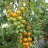 Tomate Goldkrone